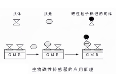 生物磁性传感器的工作原理